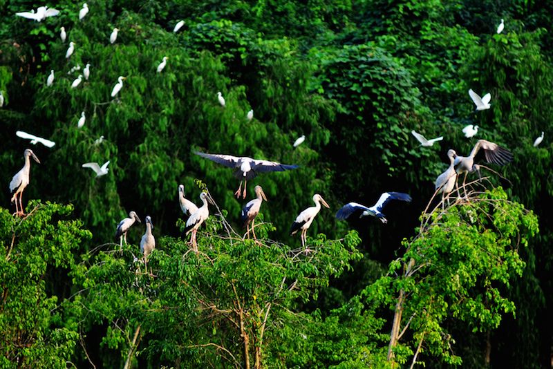 Hàng ngàn con chim tập trung sống ở Sân chim Cà Mau