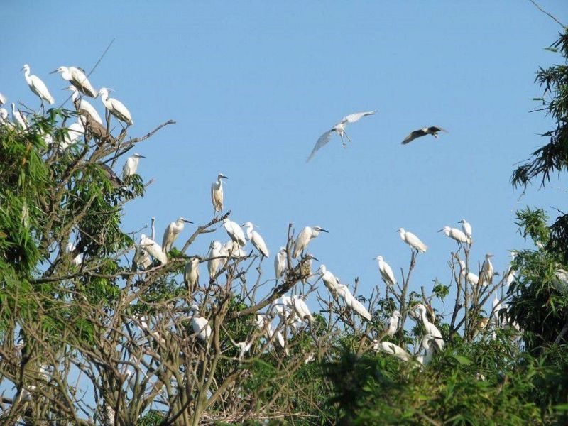 Sân chim Vàm Hồ - sân chim đặc sắc nhất của Tây Nam Bộ