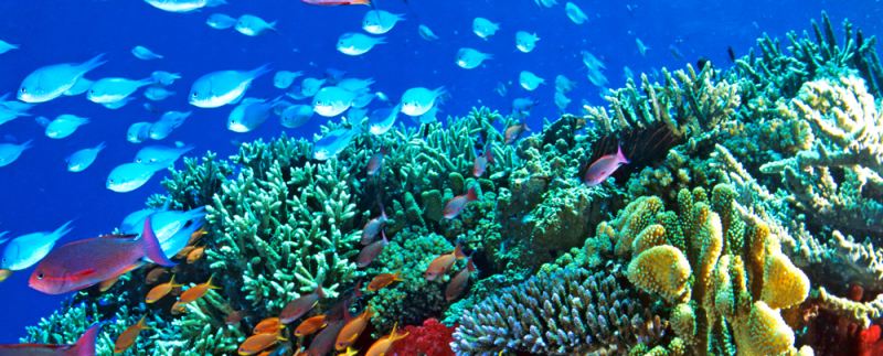 San hô có khả năng chuyển đổi giới tính ở đáy biển