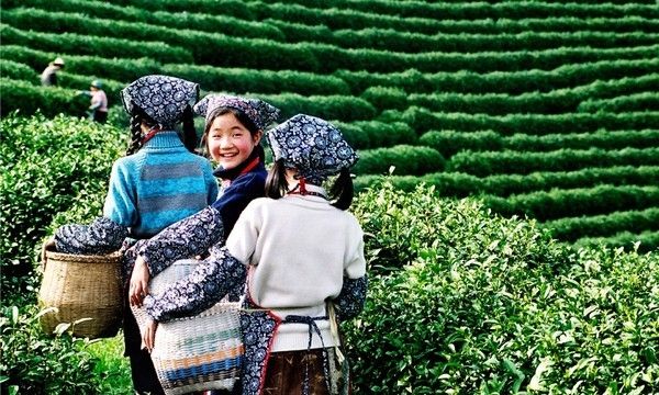 Trung Quốc được xem là cái nôi của nền văn hóa trà trên thế giới.