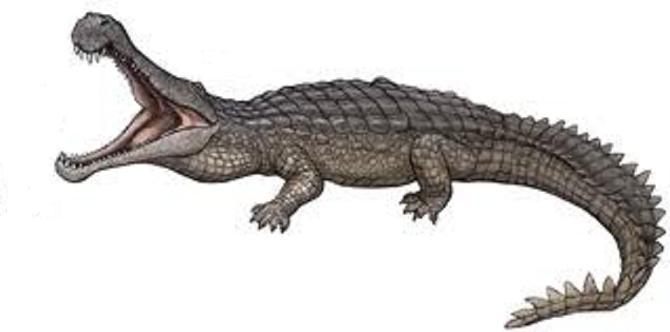 Thân hình đồ sộ và bộ hàm có lực cắn cực khỏe của Sarcosuchus.
