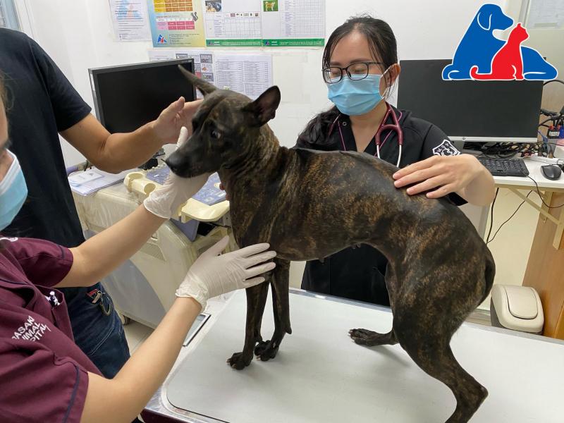Dịch vụ chăm sóc khám bệnh thú cưng Sasaki Animal Hospital
