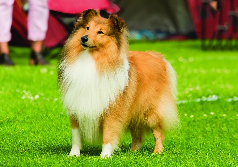 một chú chó shetland sheepdog màu vàng trắng lông dài thướt tha đứng trên bãi cỏ