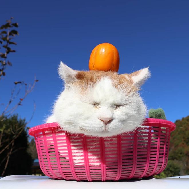 Chú mèo Shironeko sinh sống ở xứ sở mặt trời mọc Nhật bản