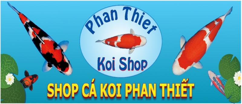 Shop Cá Koi Phan Thiết