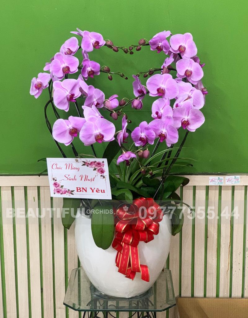 Shop lan hồ điệp Đà Nẵng Orchids 79