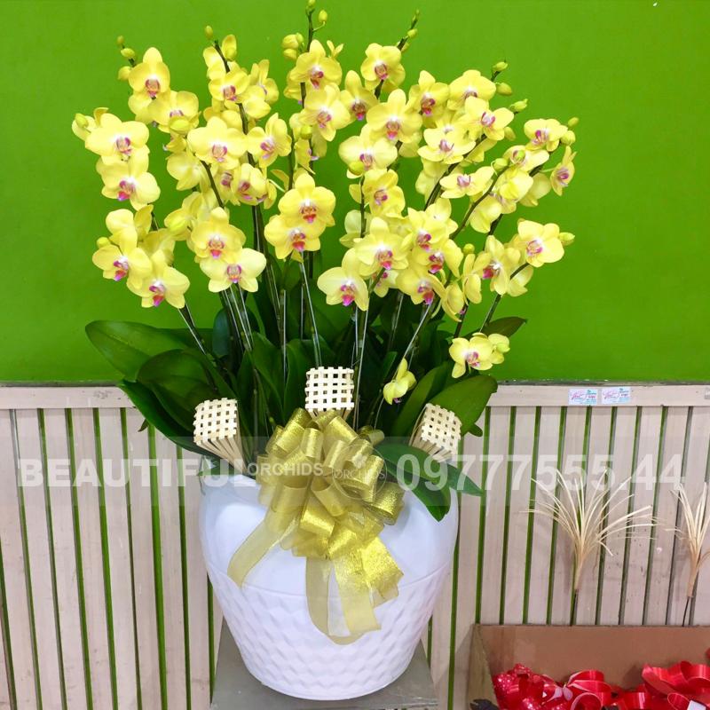 Shop lan hồ điệp Đà Nẵng Orchids 79