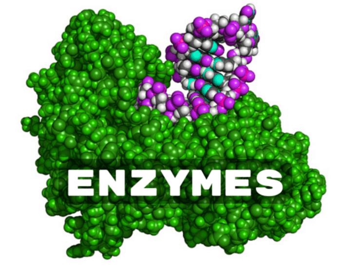 Số lượng enzim là chìa khóa cho sức khỏe của bạn