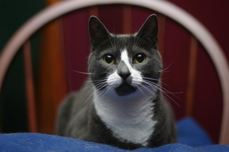 Sockington là một con mèo nhà lông ngắn có bộ lông màu xám và trắng