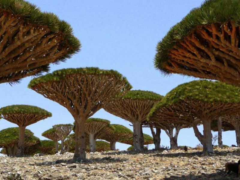 Socotra - Hòn đảo của những cây máu rồng