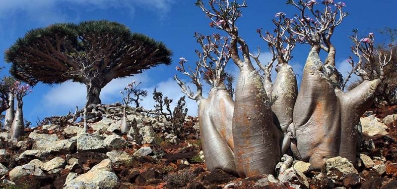 Quần đảo Socotra được đưa vào danh sách di sản thiên nhiên thế giới.