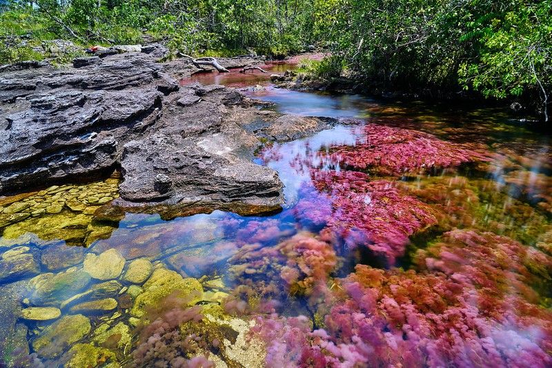 Sông Cano Cristales, Colombia