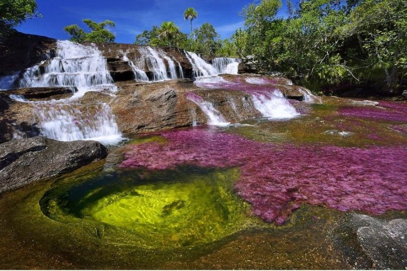 Sông Cano Cristales của Colombia
