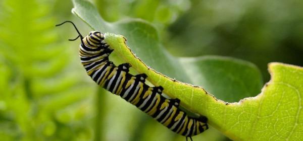 Sự nguy hiểm của sâu bướm tới động thực vật