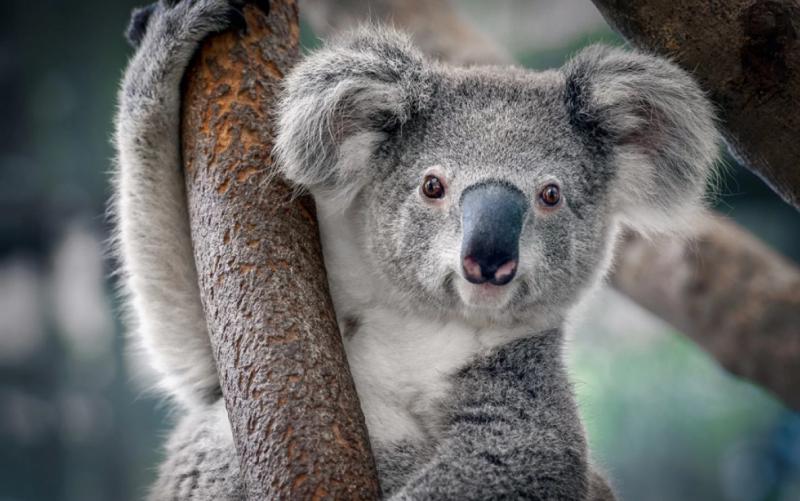 Gấu Koala
