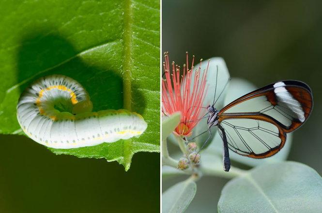 Sâu bướm tăng khối lượng cơ thể của chúng lên tới 1.000 lần hoặc hơn