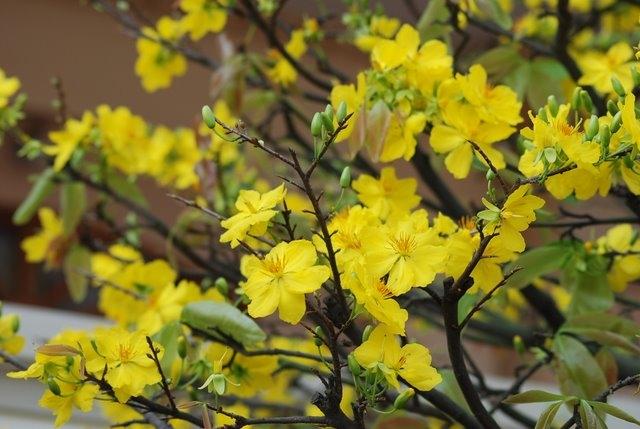 Hoa mai vàng rực rỡ sắc xuân miền Trung, Nam tổ quốc