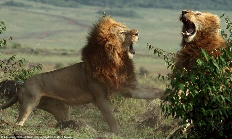 Sư tử đực đánh nhau tranh giành quyền lực.