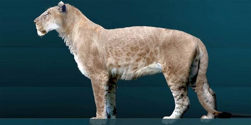 Thuộc chủng loại động vật họ mèo lớn nhất trong lịch sử với 350 kg trọng lượng.
