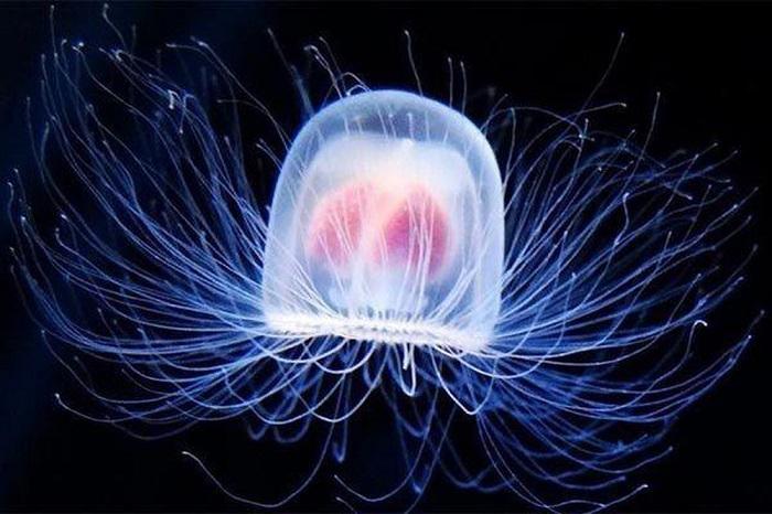 "Jellyfish