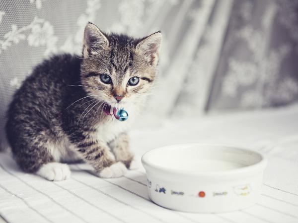 PetLac với hương vị thơm ngon giúp chó mèo sơ sinh dễ dàng tiêu hóa