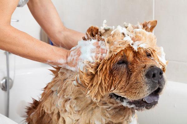 Sữa tắm Hantox giúp diệt sạch và phòng chống bọ chét, bét, ve, chấy, rận, ghẻ ở chó mèo quay lại