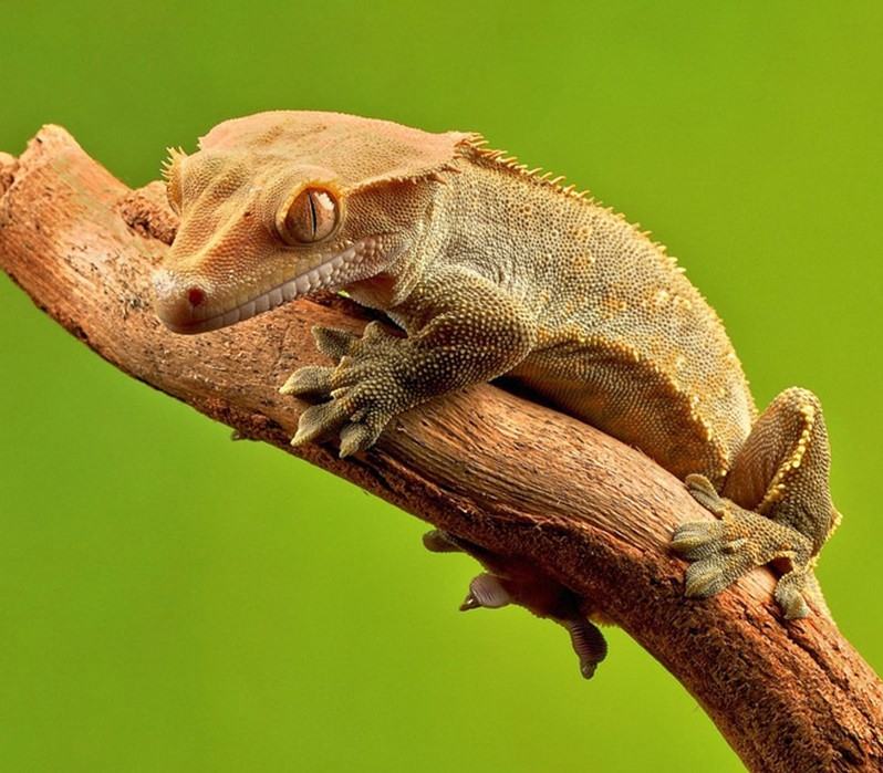 Tắc kè Crested Gecko
