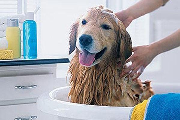 Tắm cho thú cưng