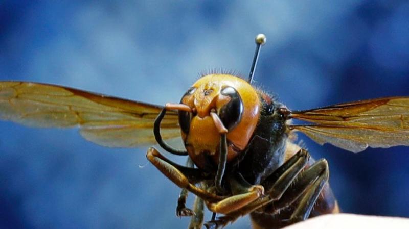 Ong bắp cày với hệ thống thần kinh nhỏ nhất trong thế giới côn trùng