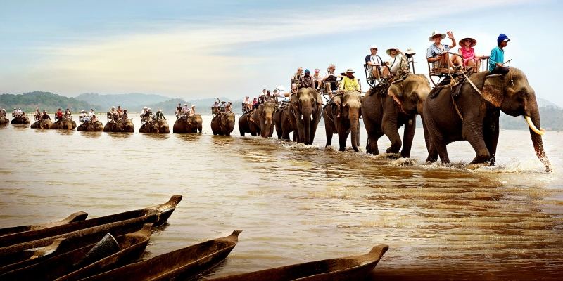Những đàn voi du lịch tại Tây Nguyên