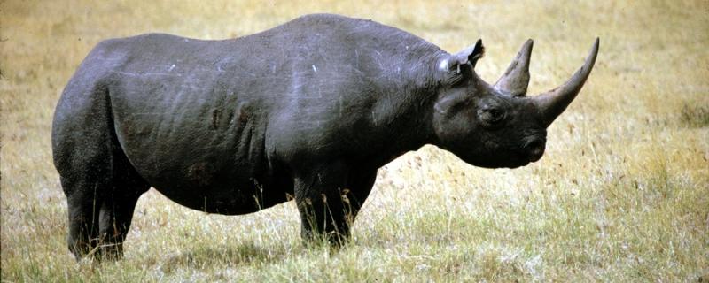 Tê giác đen Tây Phi