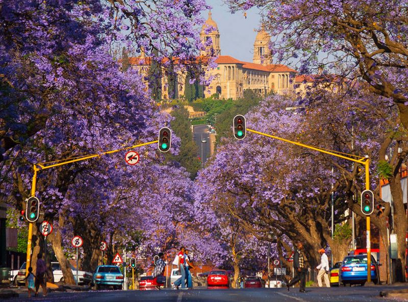 Thành phố Pretoria – thiên đường hoa phượng tím giữa lòng Nam Phi