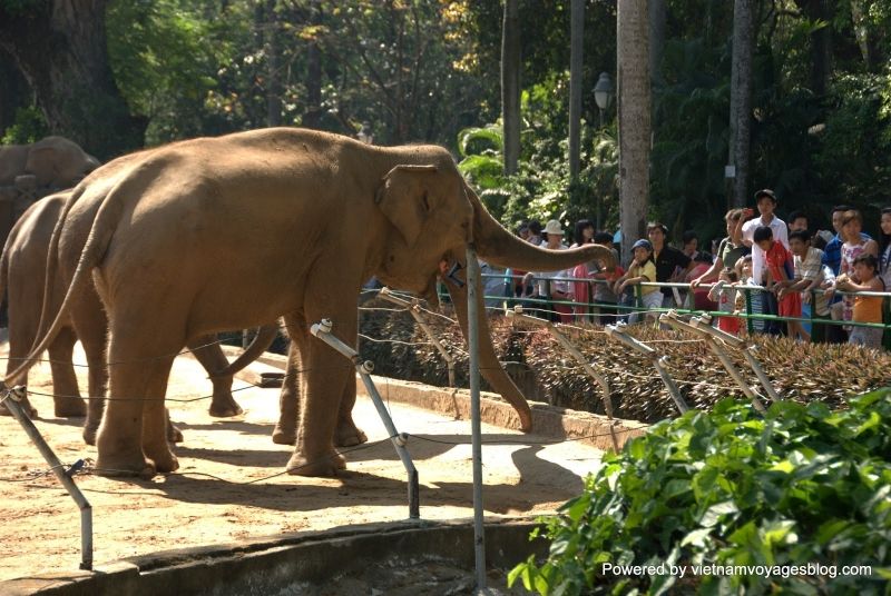 hình ảnh chú voi con đang biểu diễn tiết mục của minh  cùng tiếng reo hò cổ vũ từ người xem