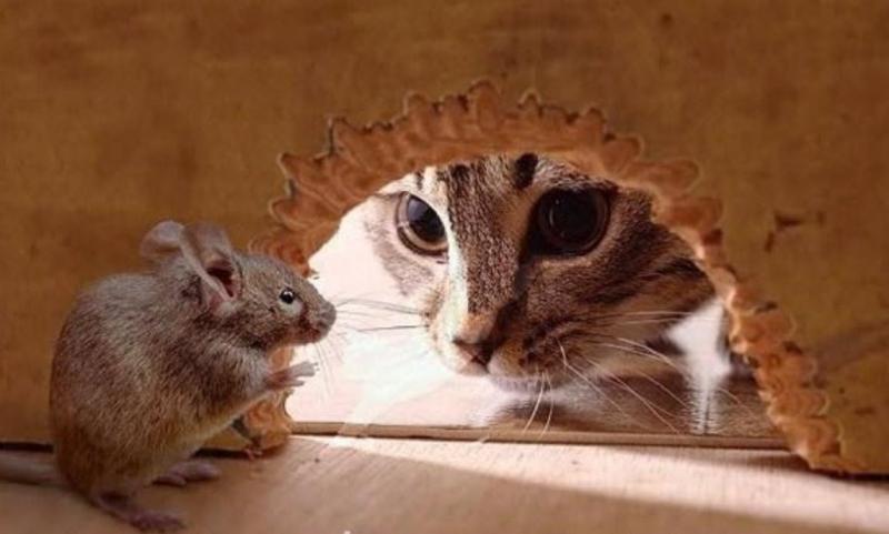 The cat and the old rat (Con mèo và con chuột già)