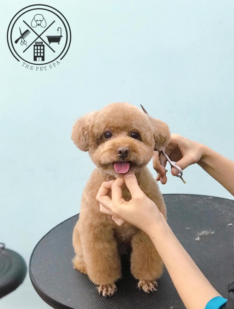 The Pet Spa - Pet Grooming Academy