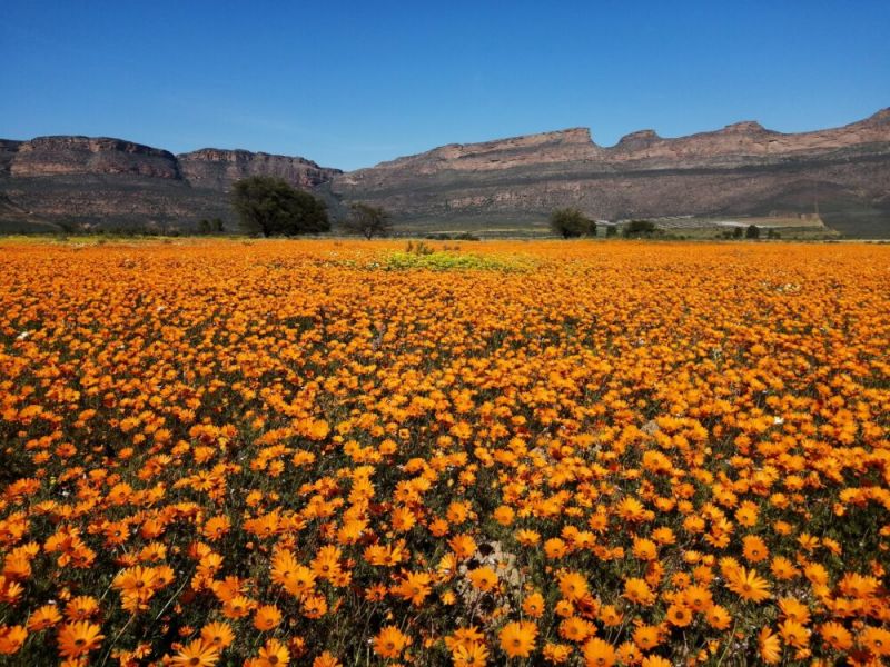 Thiên đường hoa Cúc - Namaqualand