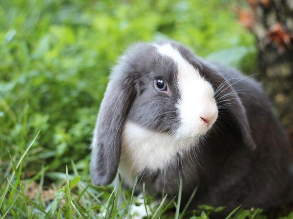 So với thỏ rừng, giống thỏ nhà có tuổi thọ ngắn hơn