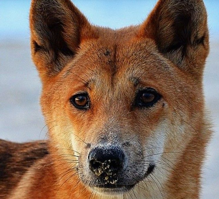 Thuần hóa chó Dingo