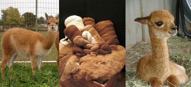 Vải len tạo từ lông của loài lạc đà vô cùng quý hiếm