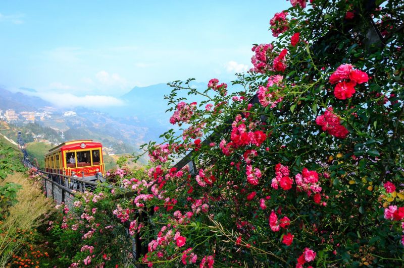 Thung lũng hoa hồng ở Sapa lớn nhất Việt Nam