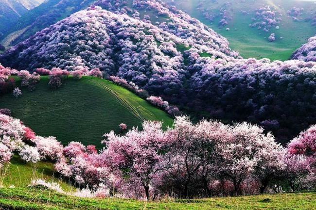 Thung lũng hoa mai ở Tân Cương, Trung Quốc