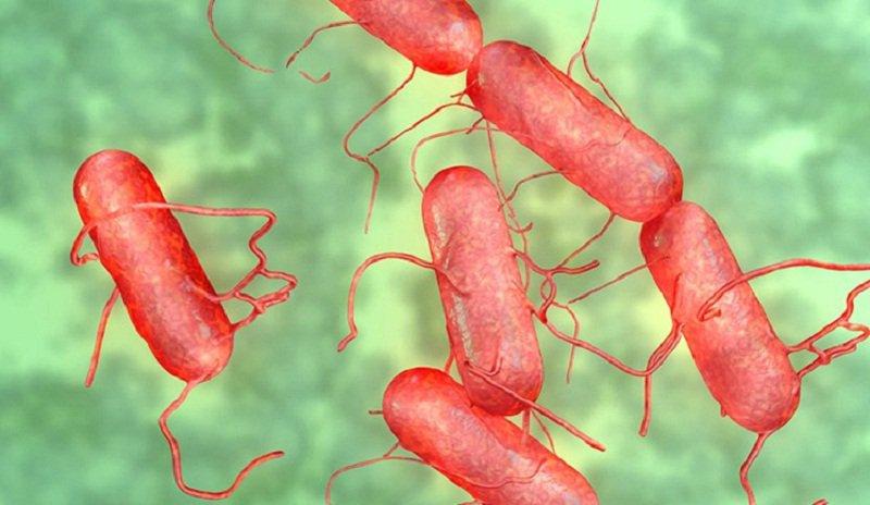 Thương hàn là một bệnh đường tiêu hóa do nhiễm vi khuẩn Salmonella typhi hoặc Salmonella paratyphi