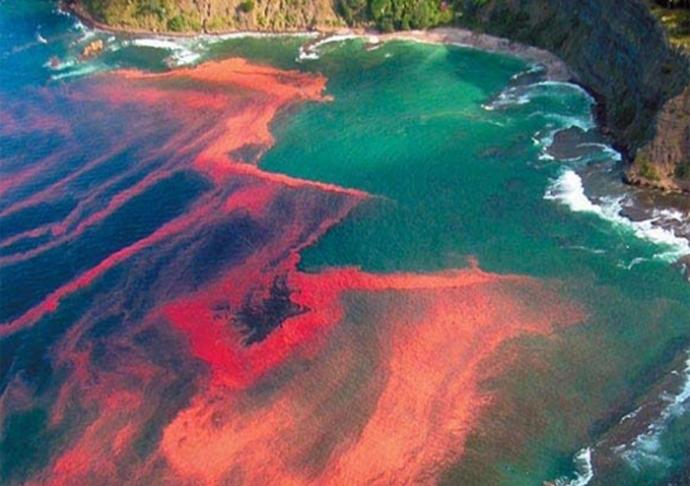 Thủy triều đỏ là hiện tượng kỳ lạ