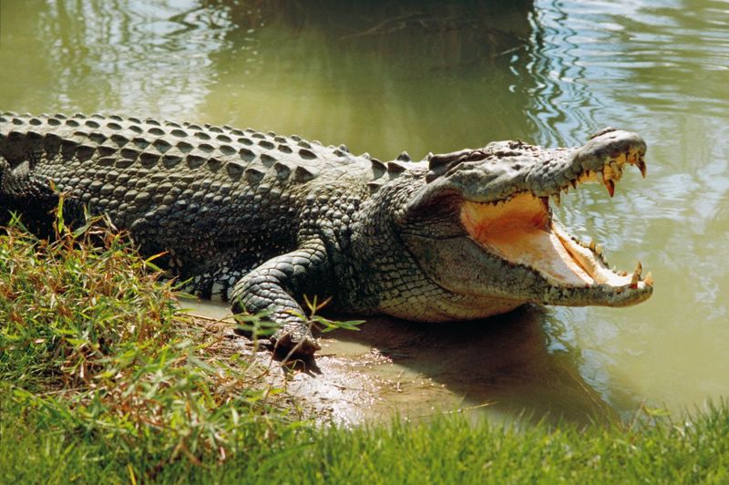 Thuyết minh về con cá sấu