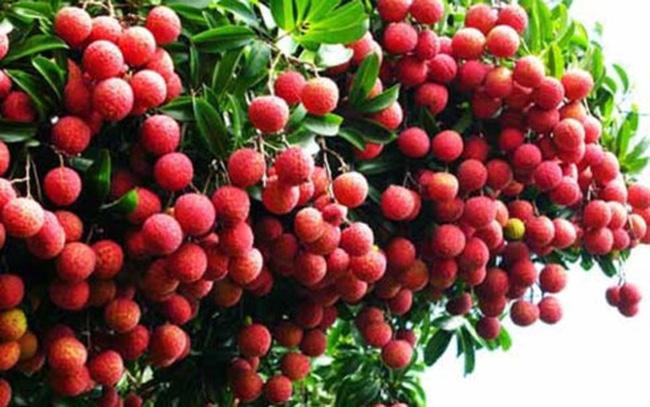 Thuyết minh về loại cây ăn quả - Cây Vải