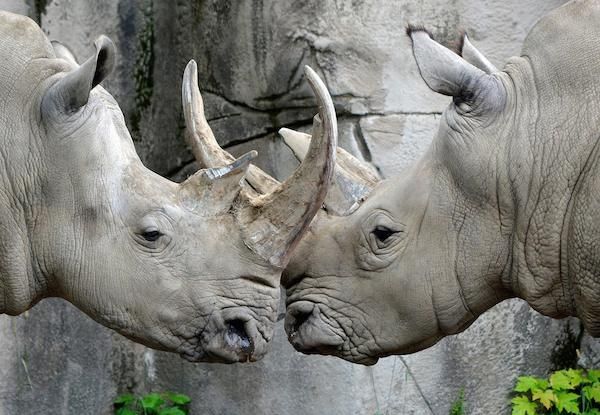 Đôi tê giác thể hiện tình cảm tại vườn thú Detroit