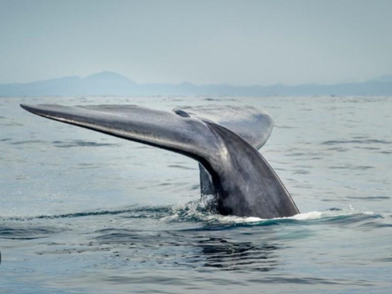 Tình hình bảo vệ cá voi xanh hiện nay