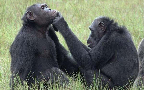 Những bầy tinh tinh đôi khi còn tổ chức những đi săn tập thể để bắt tinh tinh con ăn thịt.