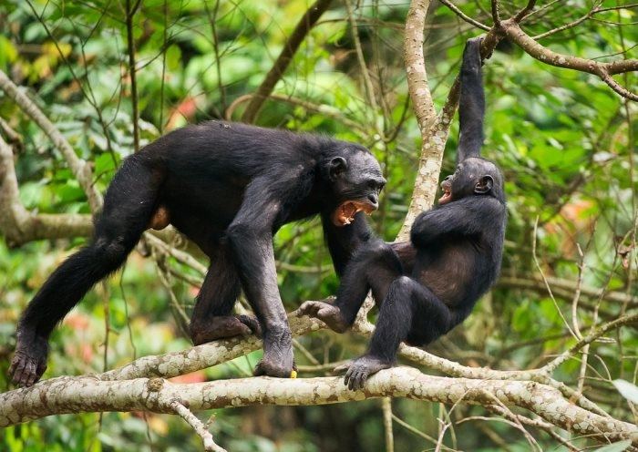 Những bầy tinh tinh đôi khi còn tổ chức những đi săn tập thể để bắt tinh tinh con ăn thịt.