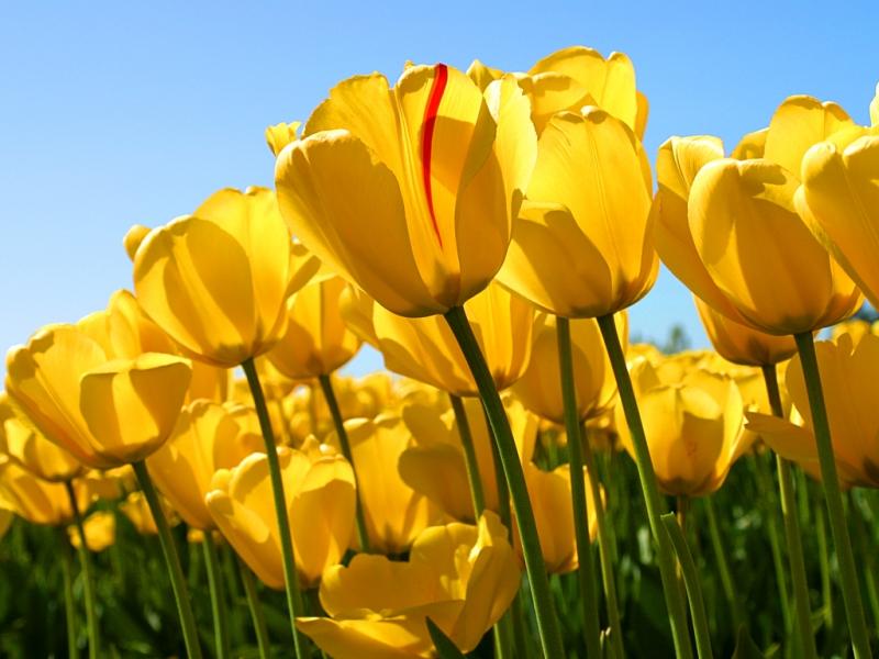top 10: hoa Tulip vàng